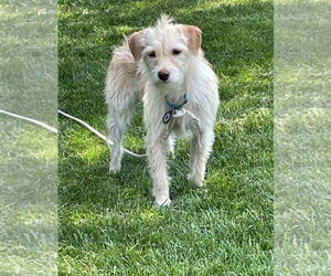 Mutt Dogs for adoption in Princeton, MN, USA