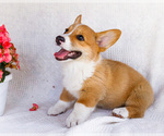 Puppy Sadler Pembroke Welsh Corgi