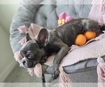Small Photo #4 French Bulldog Puppy For Sale in WESLEY CHAPEL, FL, USA