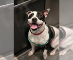 Small #24 American Pit Bull Terrier