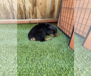 Medium Rottweiler