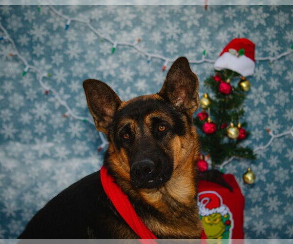 Medium Photo #1 German Shepherd Dog Puppy For Sale in Fremont, CA, USA