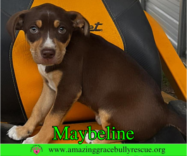 Medium Photo #1 Labrador Retriever-Unknown Mix Puppy For Sale in Milton, FL, USA