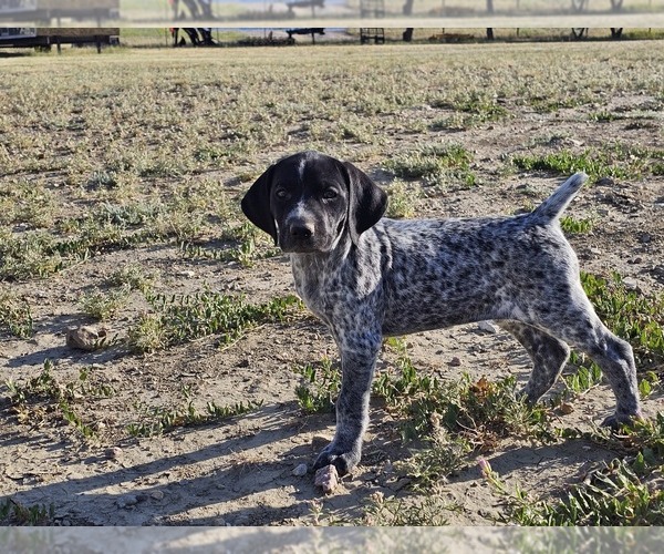 Medium Photo #78 German Shorthaired Pointer Puppy For Sale in EVANSVILLE, WY, USA