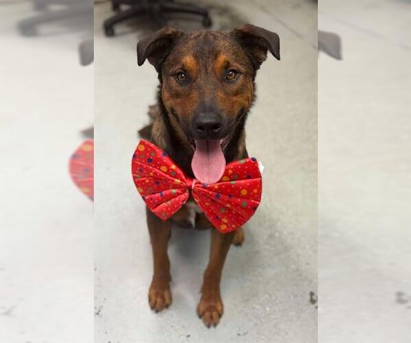 Medium Photo #2 German Shepherd Dog Puppy For Sale in Stockton, CA, USA