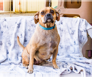 Father of the Puggle puppies born on 08/15/2026