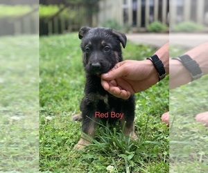 German Shepherd Dog Puppy for Sale in ROME, Georgia USA