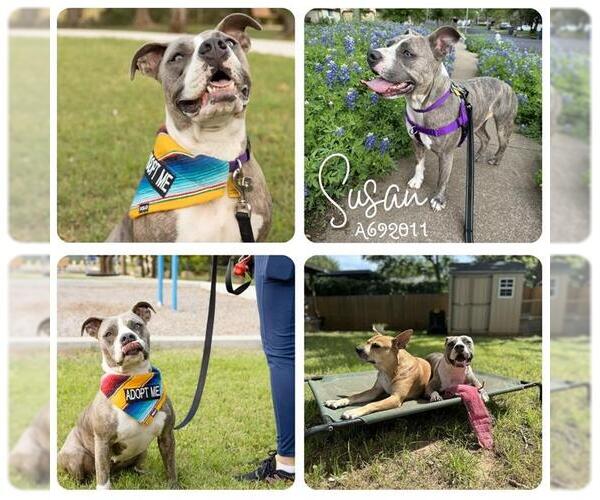 Medium Photo #1 American Staffordshire Terrier Puppy For Sale in San Antonio, TX, USA