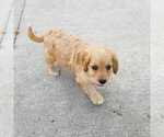 Small Photo #3 Cavapoo Puppy For Sale in ORRVILLE, OH, USA