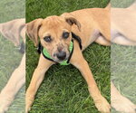 Small Mountain Cur Mix