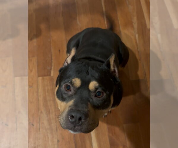 Medium Photo #6 American Staffordshire Terrier-Rottweiler Mix Puppy For Sale in Cuyahoga Falls , OH, USA