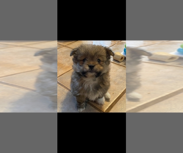 Medium Photo #1 Shiranian Puppy For Sale in WINDHAM, NH, USA