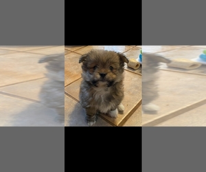 Shiranian Puppy for sale in WINDHAM, NH, USA