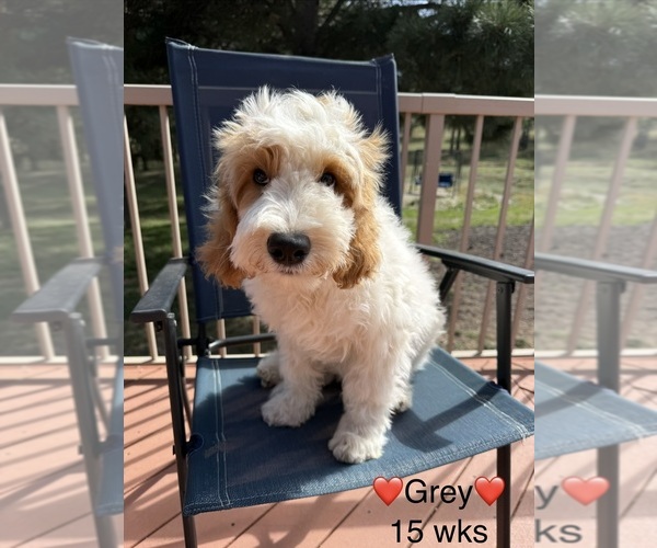 Medium Photo #15 Goldendoodle (Miniature) Puppy For Sale in ELBERT, CO, USA
