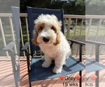 Litter of 9 - Male(s) and Female(s) Goldendoodle (Miniature)Litter of Puppies for Sale - Photo #15