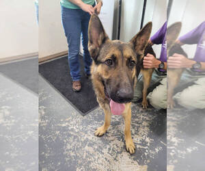 German Shepherd Dog-Unknown Mix Dogs for adoption in Linton, IN, USA
