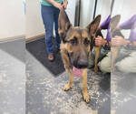 Small German Shepherd Dog Mix