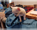 Small #6 Chihuahua
