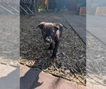 Small #1 Mutt