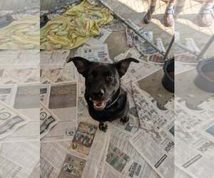 Doberman Pinscher Dogs for adoption in Frenchburg, KY, USA