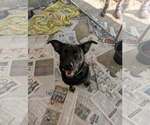 Tanner - Male Doberman Pinscher Dog for Adoption - Small photo