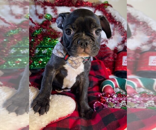 Medium Photo #4 French Bulldog Puppy For Sale in HEATHROW, FL, USA