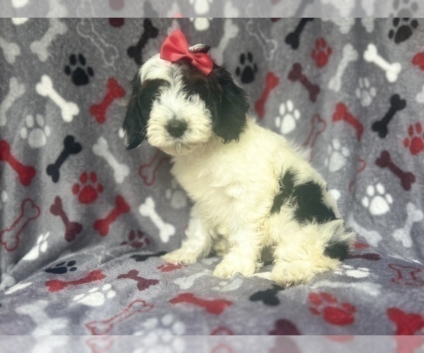 Medium Photo #7 Cock-A-Poo Puppy For Sale in LAKELAND, FL, USA