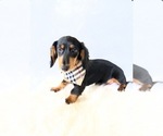 Small #8 Dachshund