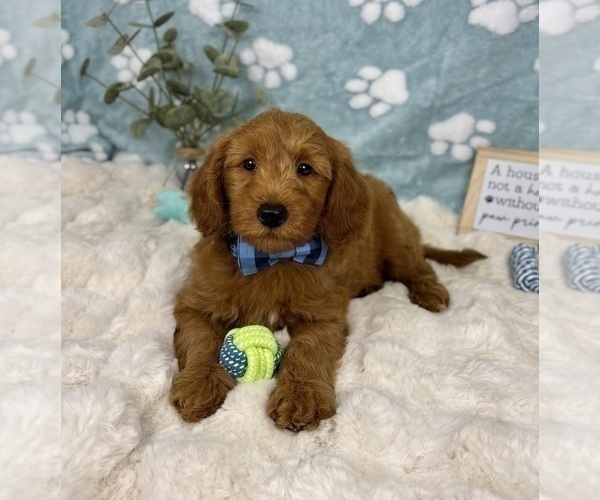 Medium Photo #6 Goldendoodle mix (+ Poodle Miniature) Puppy For Sale in NOBLESVILLE, IN, USA