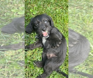 Beagle-Poodle (Standard) Mix Puppy for sale in LORAIN, OH, USA