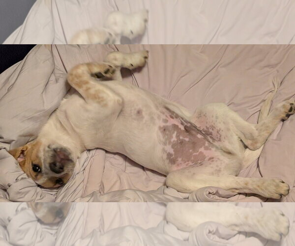 Medium Photo #8 Mutt Puppy For Sale in Sandy, UT, USA