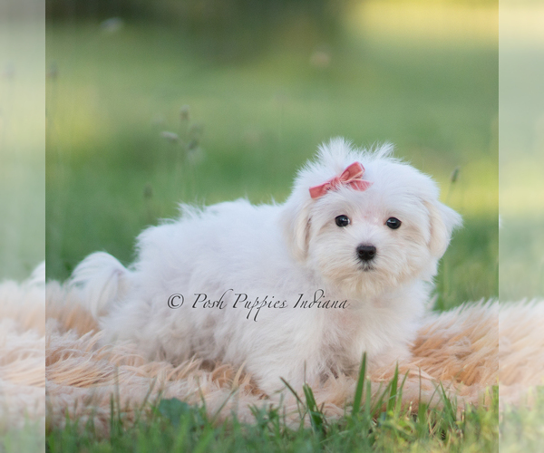 Medium Photo #16 Maltese Puppy For Sale in WARSAW, IN, USA