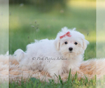 Small Photo #16 Maltese Puppy For Sale in WARSAW, IN, USA