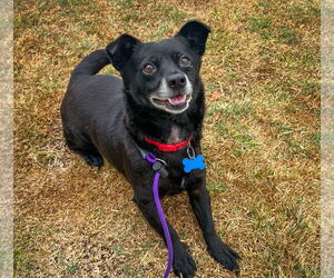 Panther - Male Chihuahua-Schipperke Mix Dog for Adoption - Photo #2