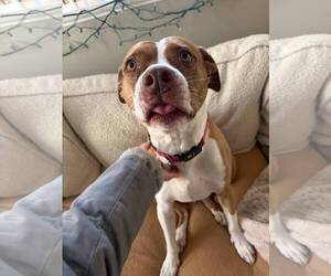 Emma - Female American Staffordshire Terrier-Unknown Mix Dog for Adoption - Photo #10