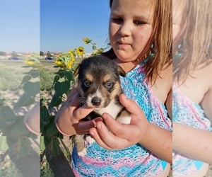 Pembroke Welsh Corgi Puppy for sale in GALLEGOS, NM, USA