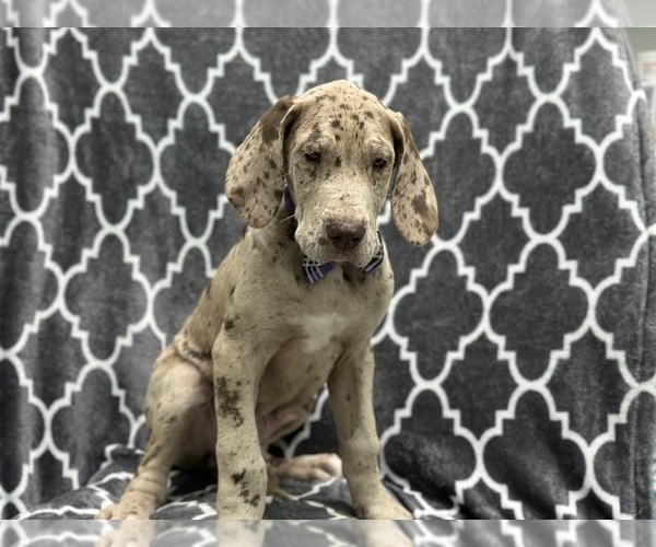 Medium Photo #6 Great Dane Puppy For Sale in LAKELAND, FL, USA
