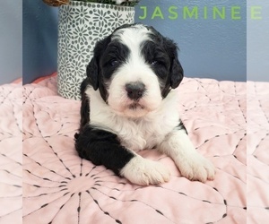 Sheepadoodle Puppy for sale in CEDAR GAP, MO, USA