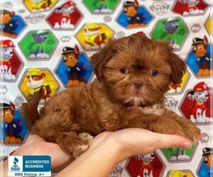Shih Tzu Dog for Adoption in WINNSBORO, Louisiana USA