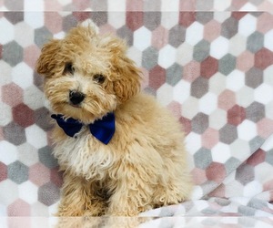Maltipoo Puppy for sale in QUARRYVILLE, PA, USA