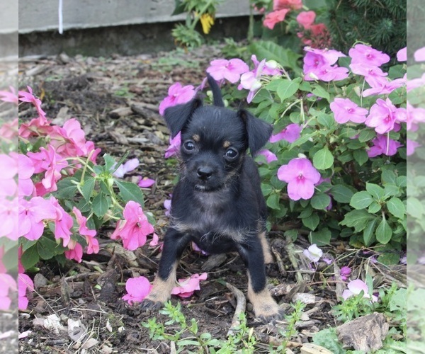 Medium Photo #2 Chihuahua Puppy For Sale in MOUNT VERNON, OH, USA