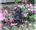 Small Photo #2 Chihuahua Puppy For Sale in MOUNT VERNON, OH, USA