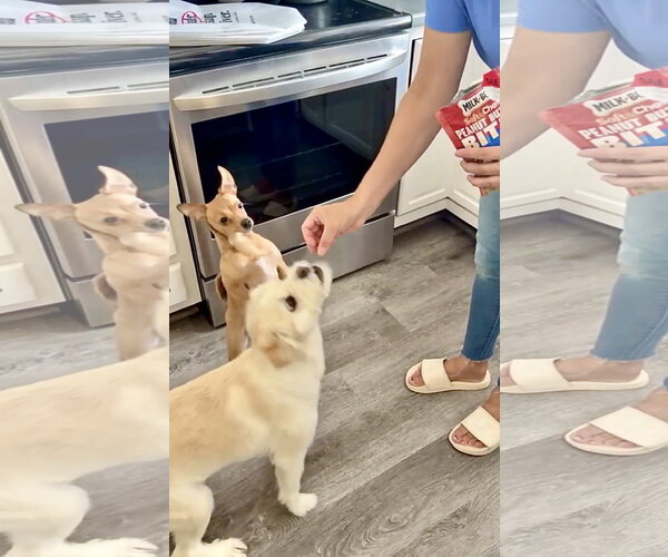 Medium Photo #3 Chihuahua Puppy For Sale in Chester, NJ, USA