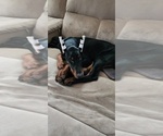 Small Photo #3 Doberman Pinscher Puppy For Sale in DAMASCUS, OR, USA