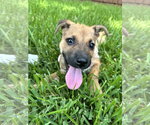 Small Photo #4 Mutt Puppy For Sale in The Woodlands, TX, USA