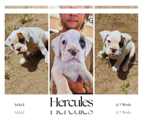 Medium Photo #3 Boxer Puppy For Sale in ALBUQUERQUE, NM, USA