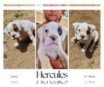 Small Photo #3 Boxer Puppy For Sale in ALBUQUERQUE, NM, USA