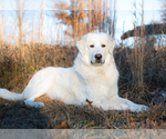 Small Photo #1 Great Pyrenees Puppy For Sale in CONWAY, MO, USA