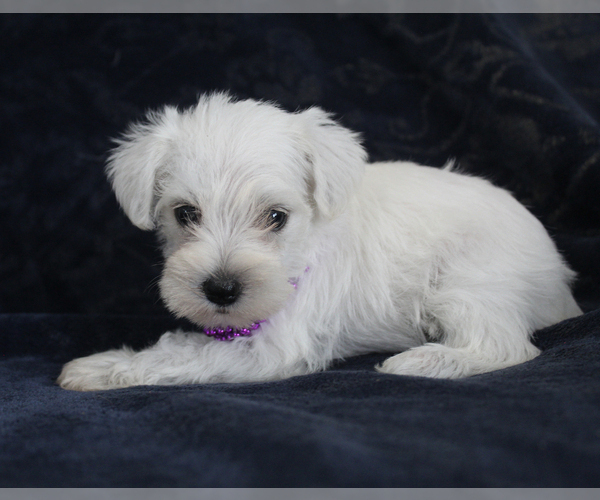 Medium Photo #5 Schnauzer (Miniature) Puppy For Sale in BROOKSVILLE, FL, USA