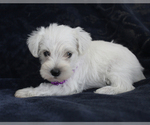 Small #4 Schnauzer (Miniature)